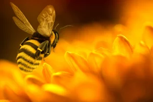 Bienenwachs-Kerzen
